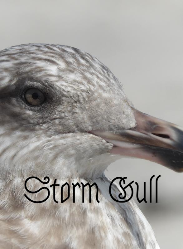 Story Game: Storm Gull Book Cover Image